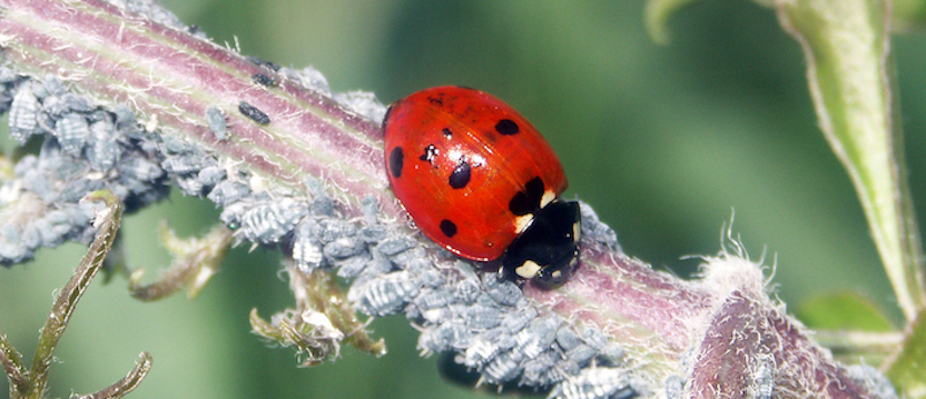 coccinella_7punctata_escarene030508rec2%20-%20copie